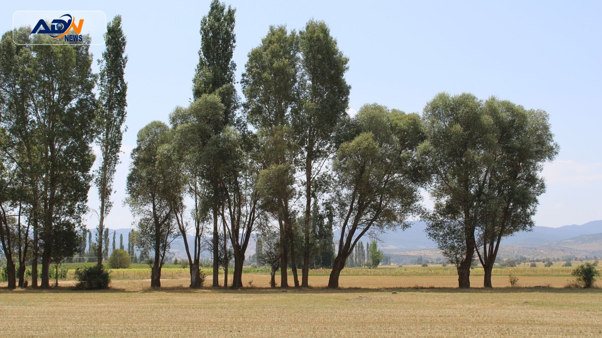 black poplars restoration