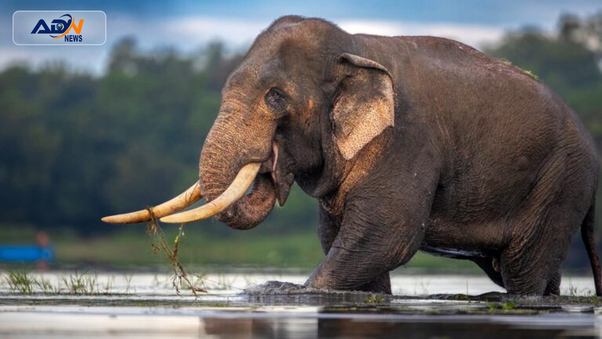Sri Lanka tusker conflict