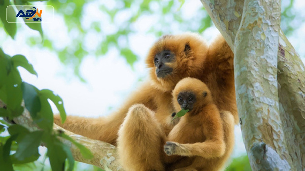 International Gibbon Day