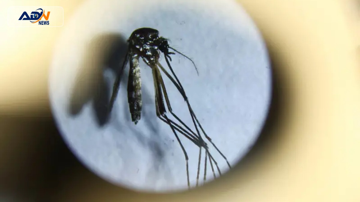 Dengue cases Khyber Pakhtunkhwa
