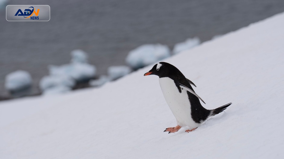 Antarctic postmaster