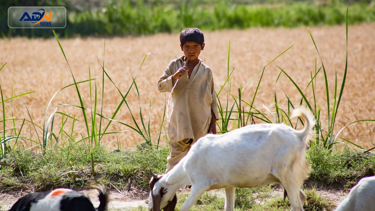 wheat price Sindh