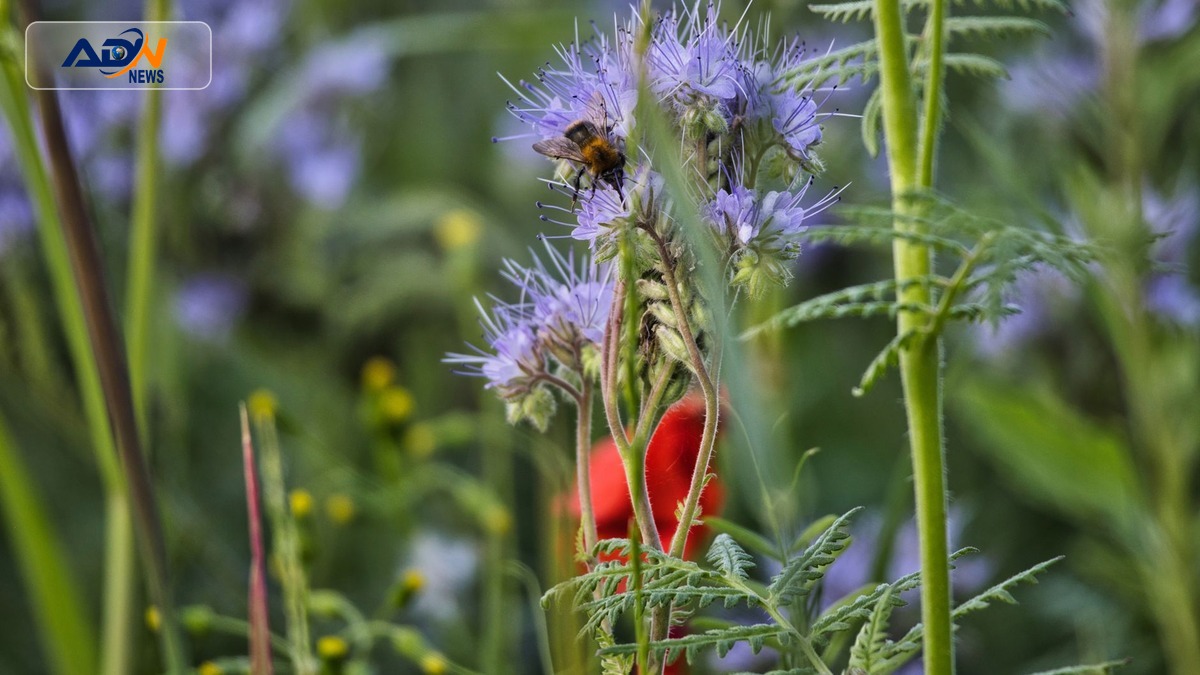 wildflower meadow