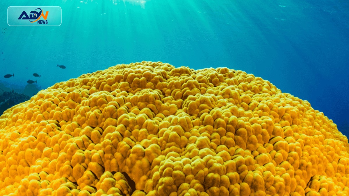 Coral Pollution Monitoring