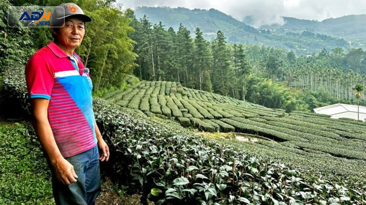 Taiwan tea growers