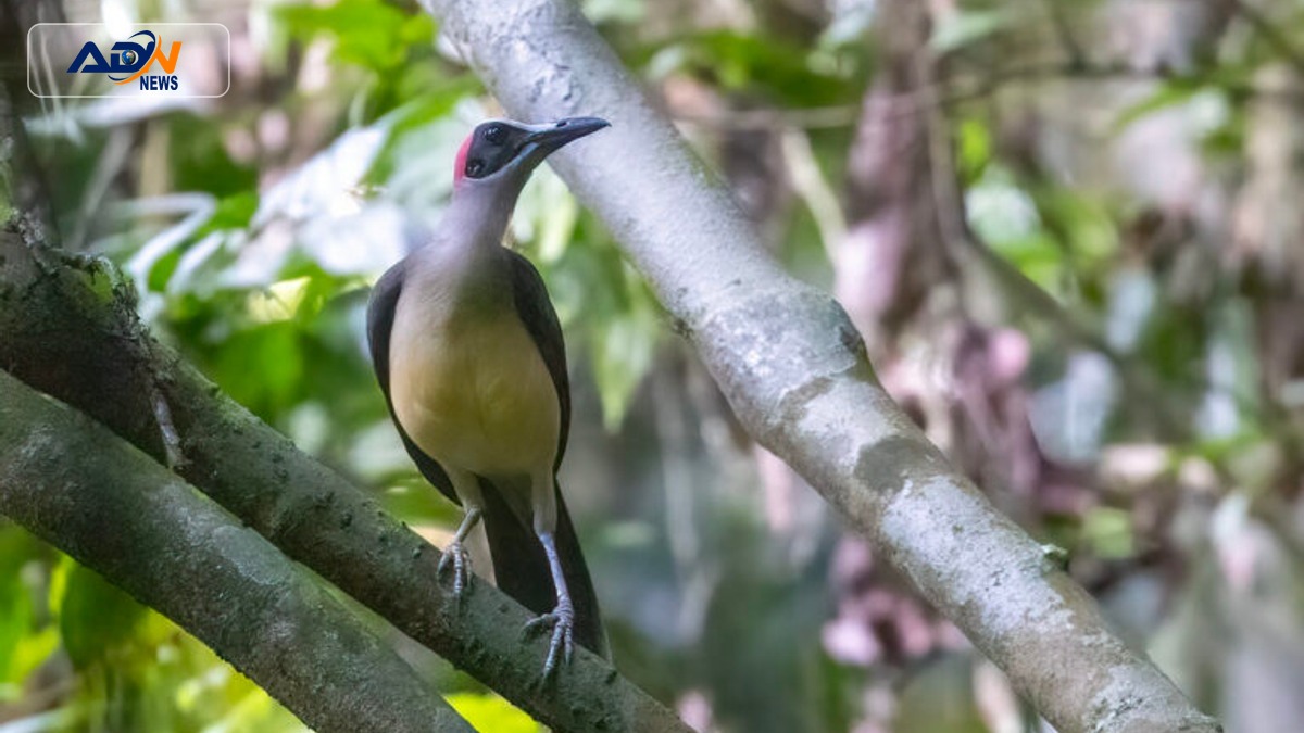 Congo rainforest protection