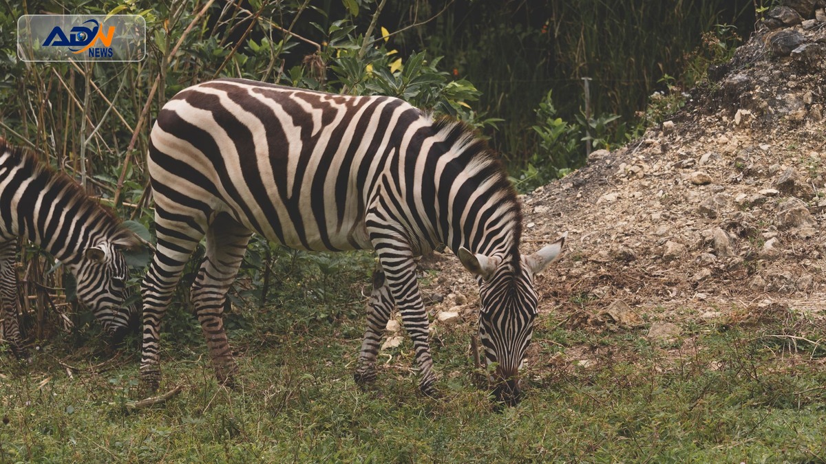 zebra-striped bee