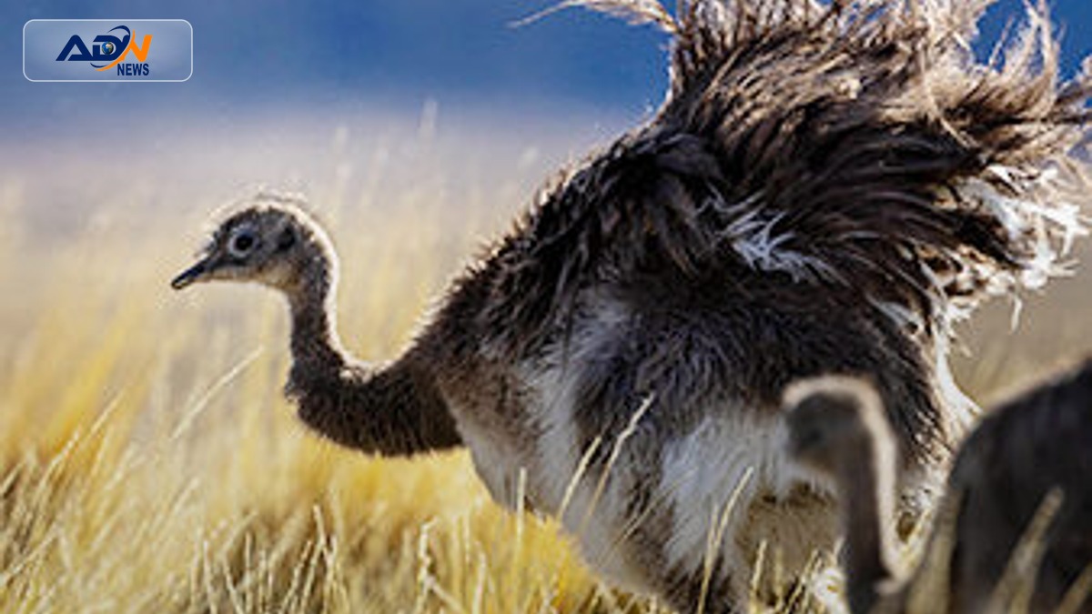 giant birds conservation