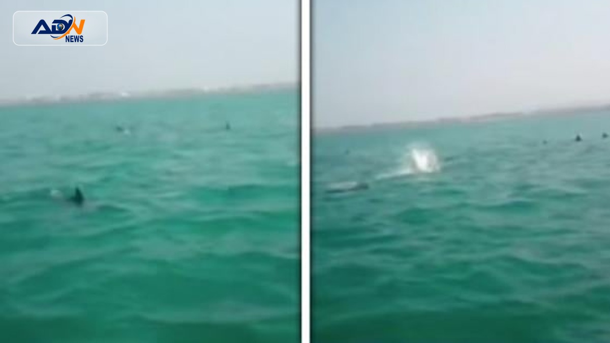Bottlenose Dolphins Gwadar