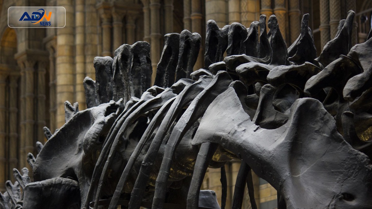 Nanotyrannus skeleton auction