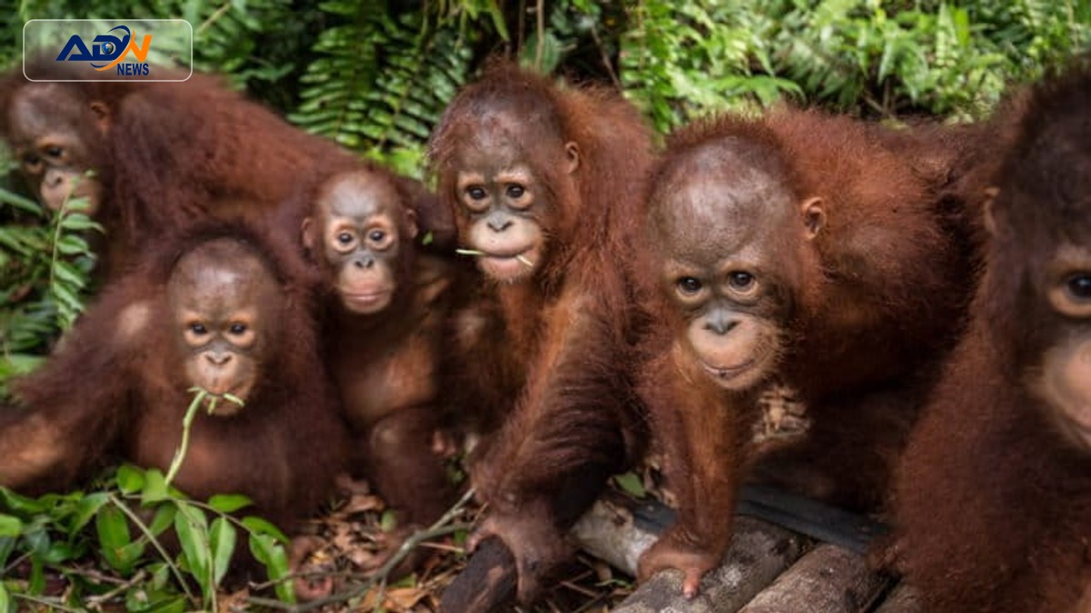 illegal wildlife trade