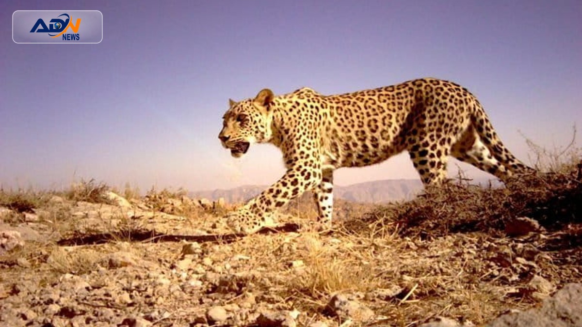 Persian leopards Caucasus