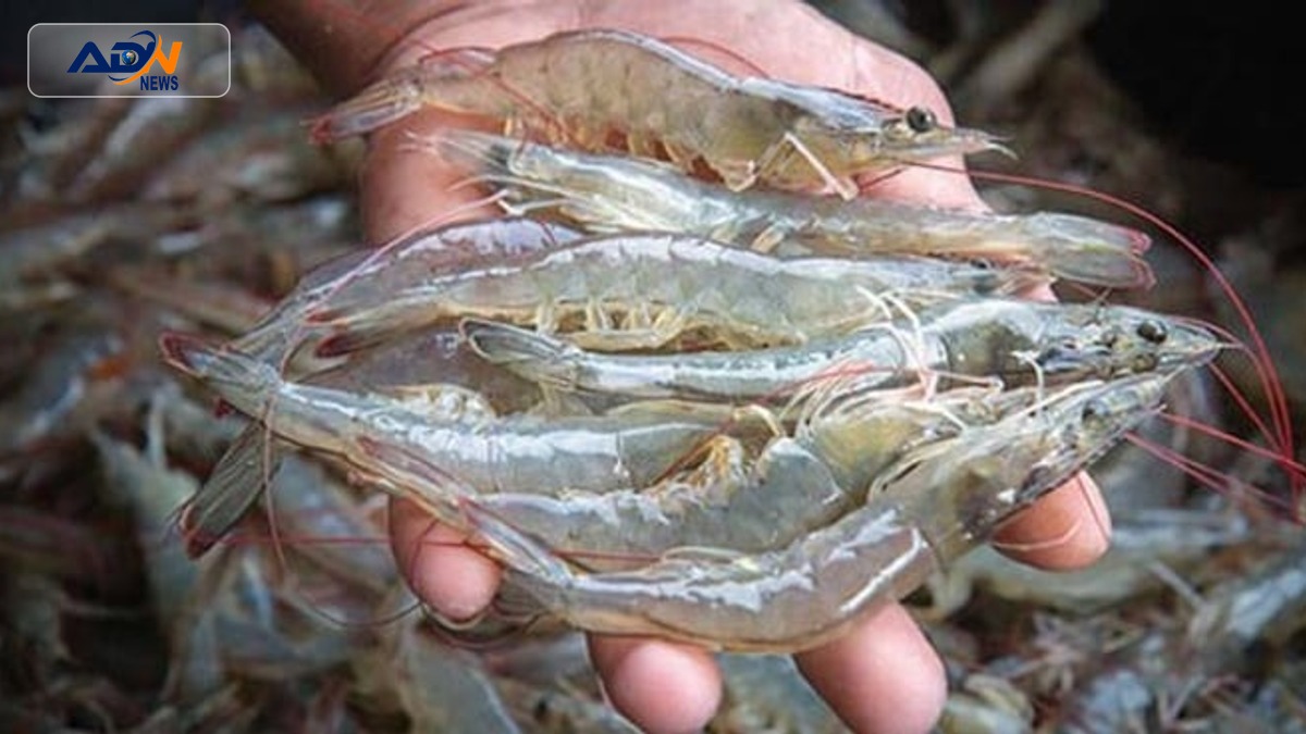 shrimp farming initiative