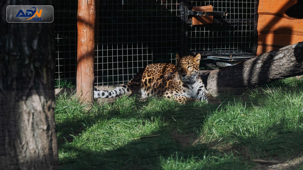 Dutch zookeeper leopard attack