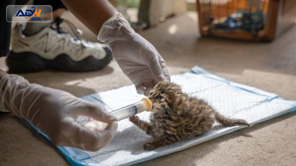 leopard cat cubs