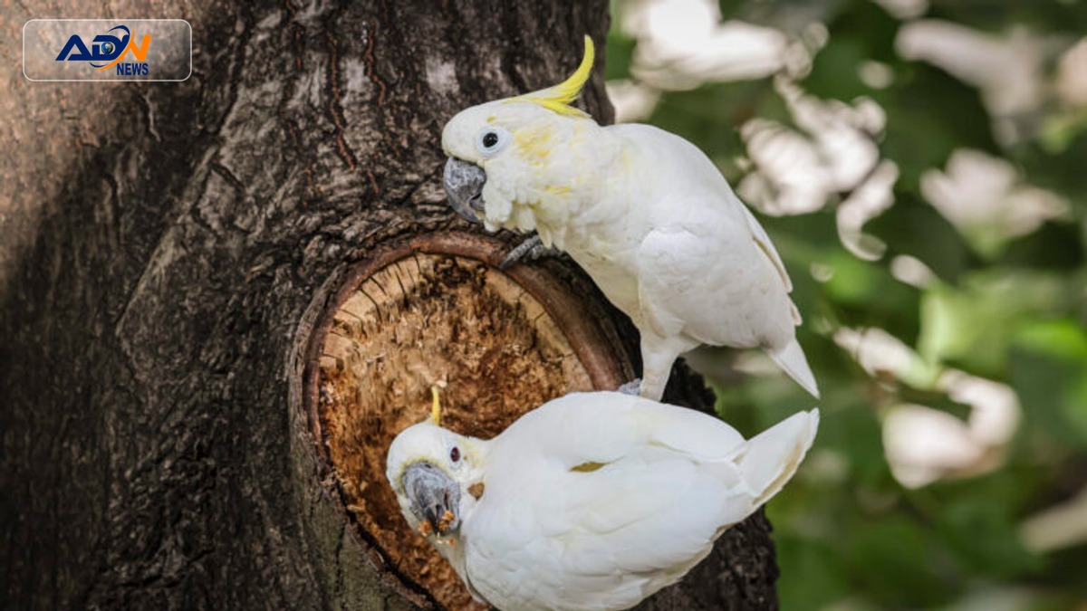 Hong Kong cockatoos