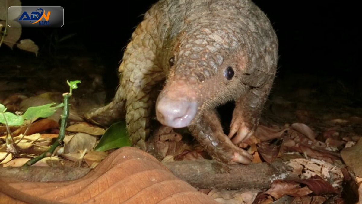 Pangolin scale lawsuit