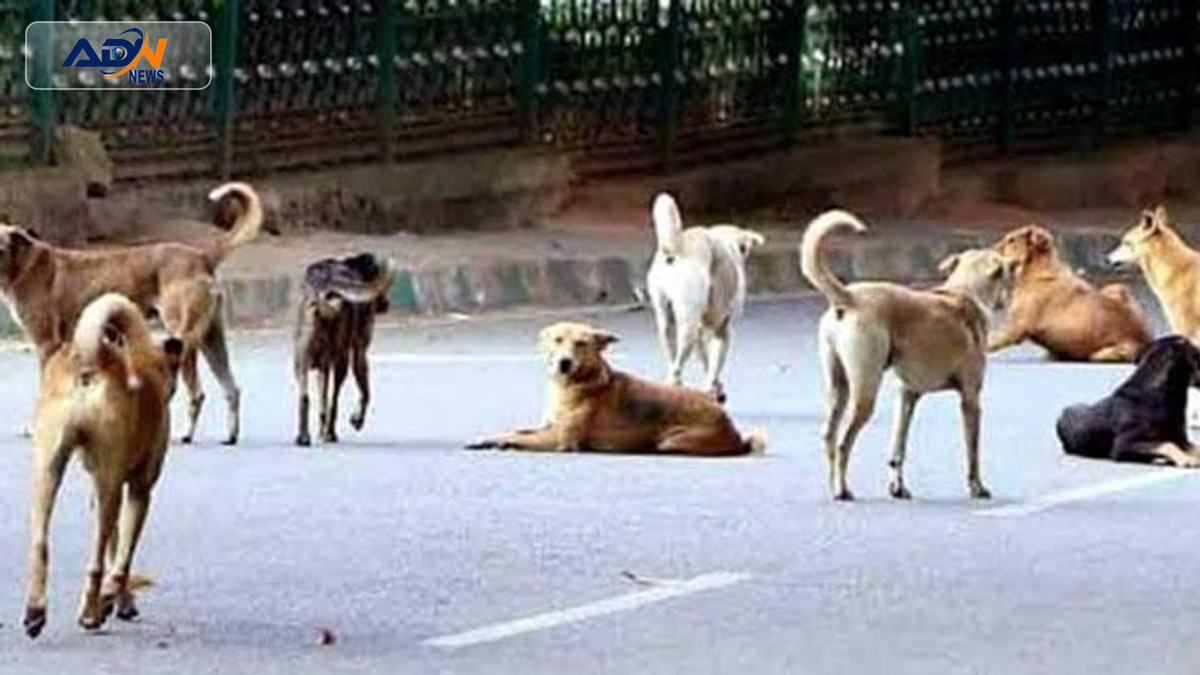 stray dogs attack