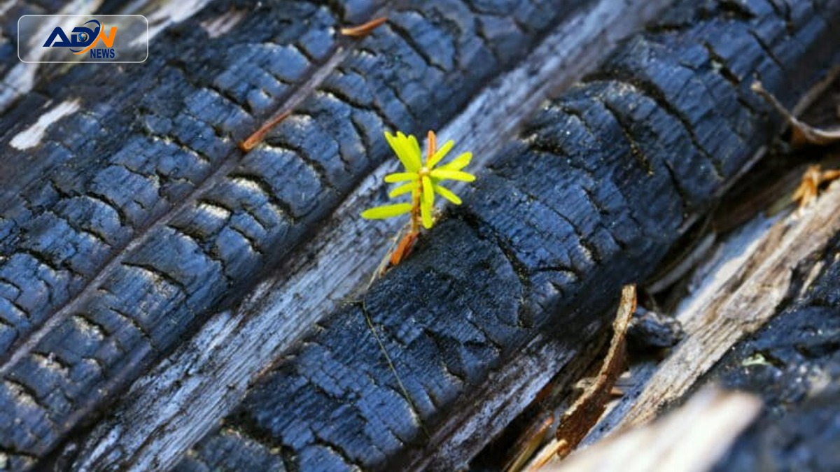 wildfire recovery research