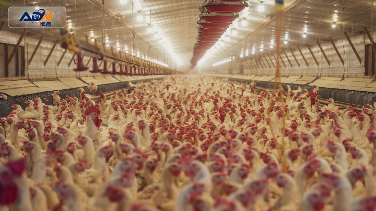 Poultry Farming Initiative