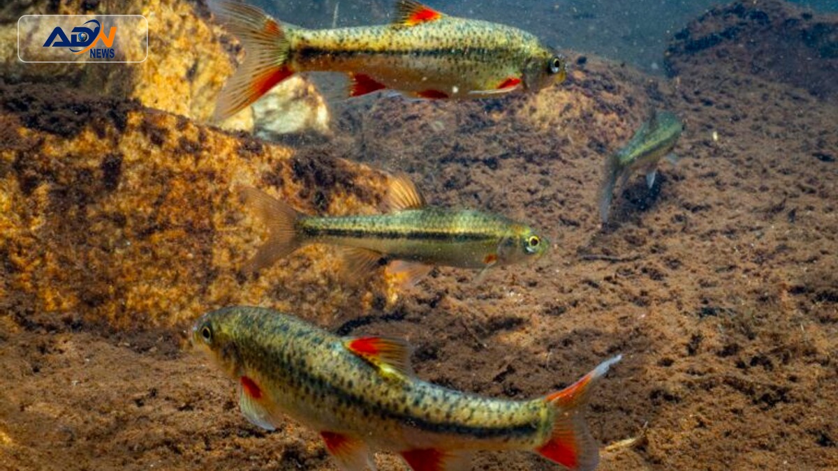 endangered South African fish