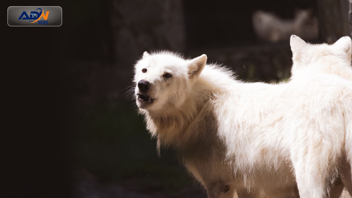 wolf attack Germany