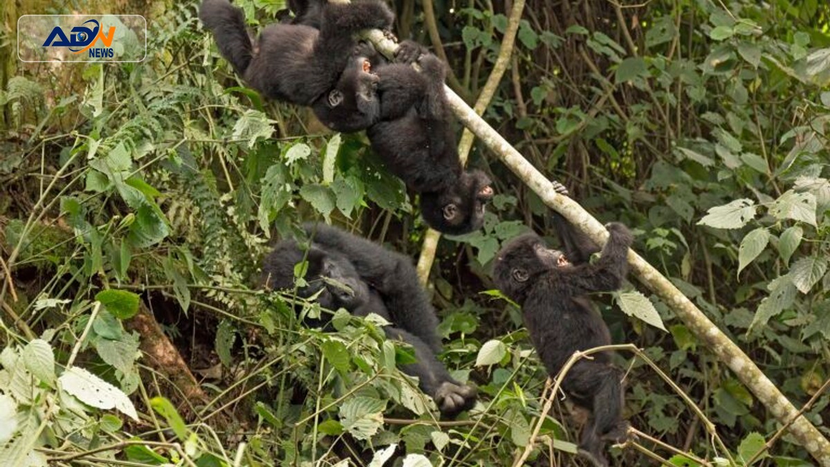 tropical forest conservation