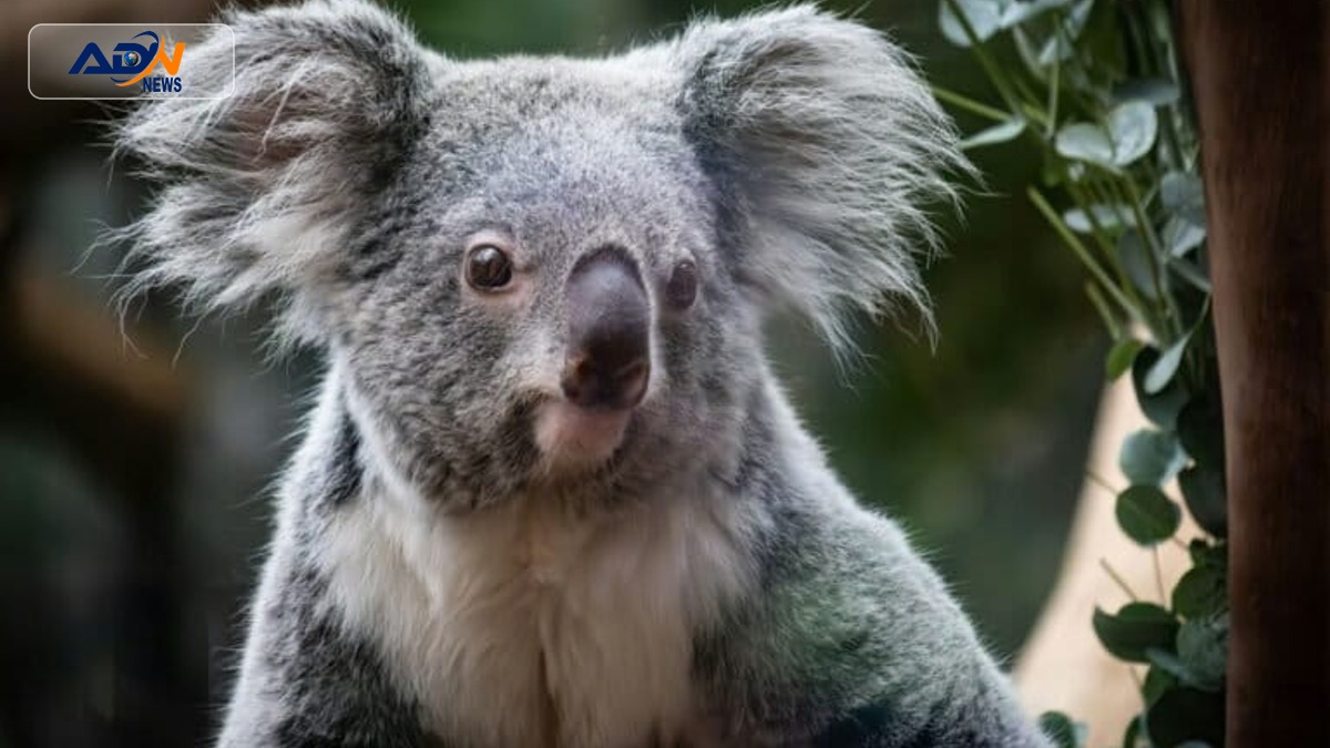 National Koala Park