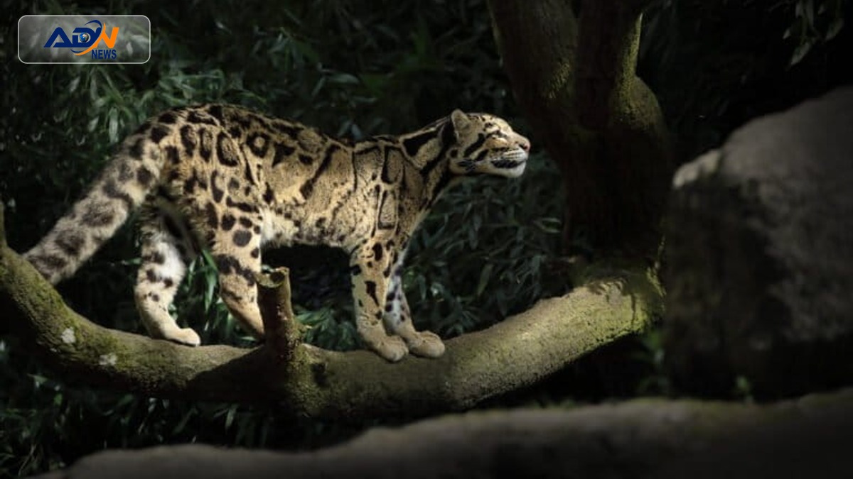 Laos mammal conservation