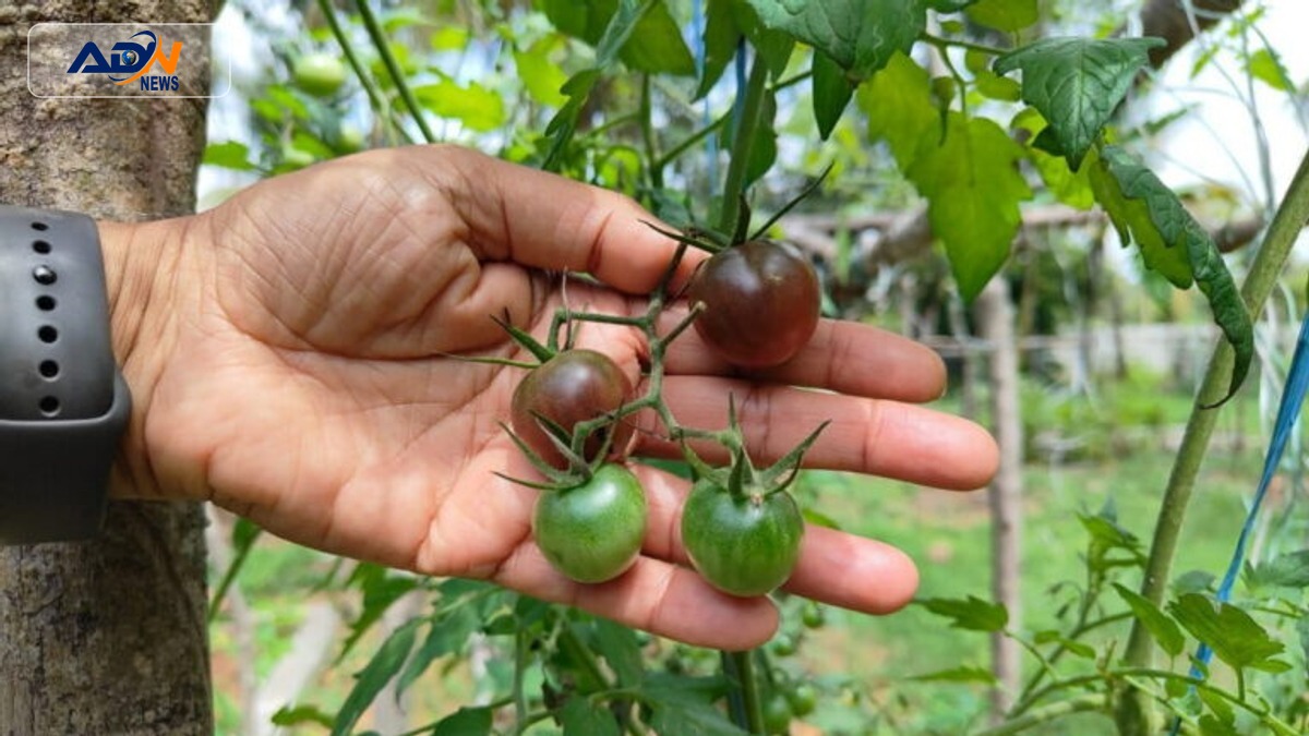 India's Indigenous Vegetables
