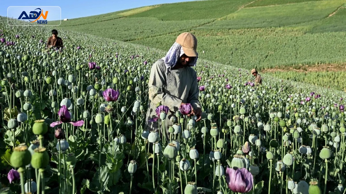 Afghanistan opium cultivation