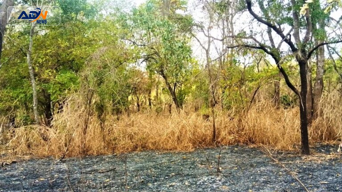 Mozambique reforestation