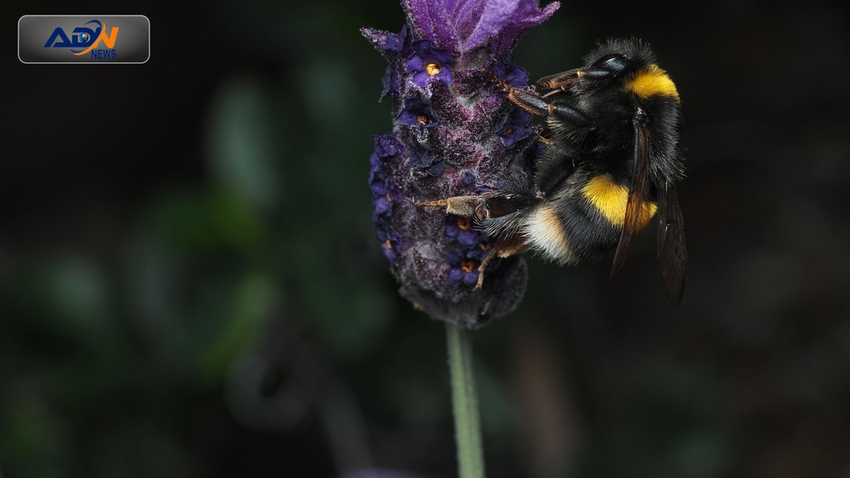 urban biodiversity
