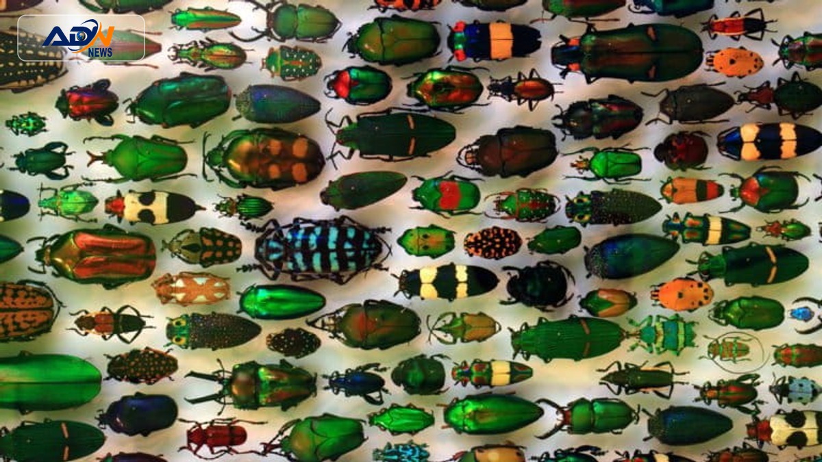insect populations