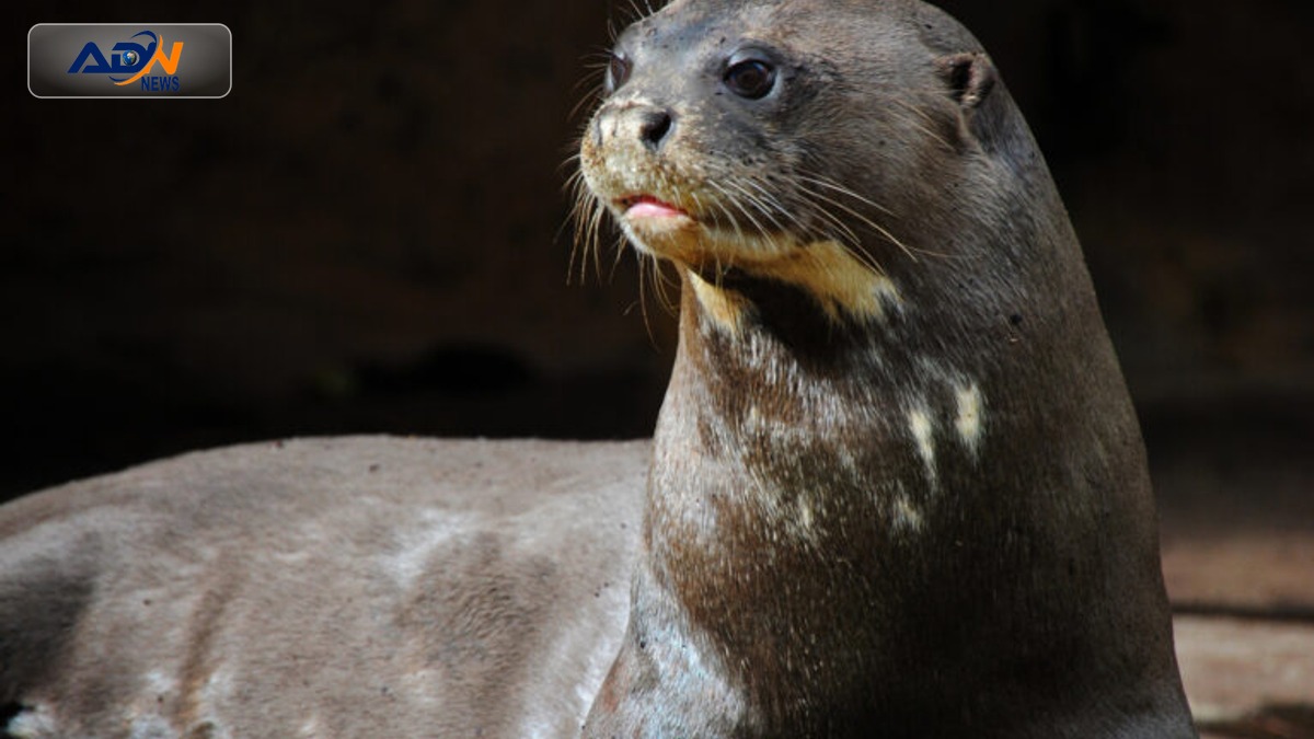 Human-Otter Coexistence