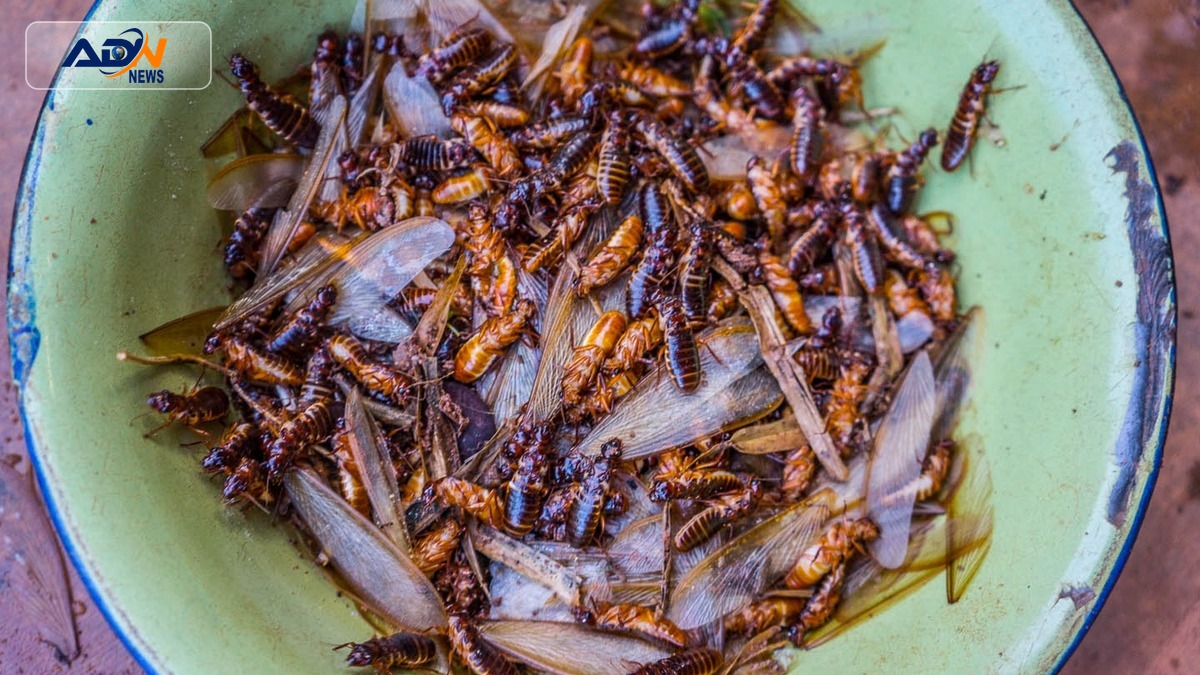 edible insect tradition