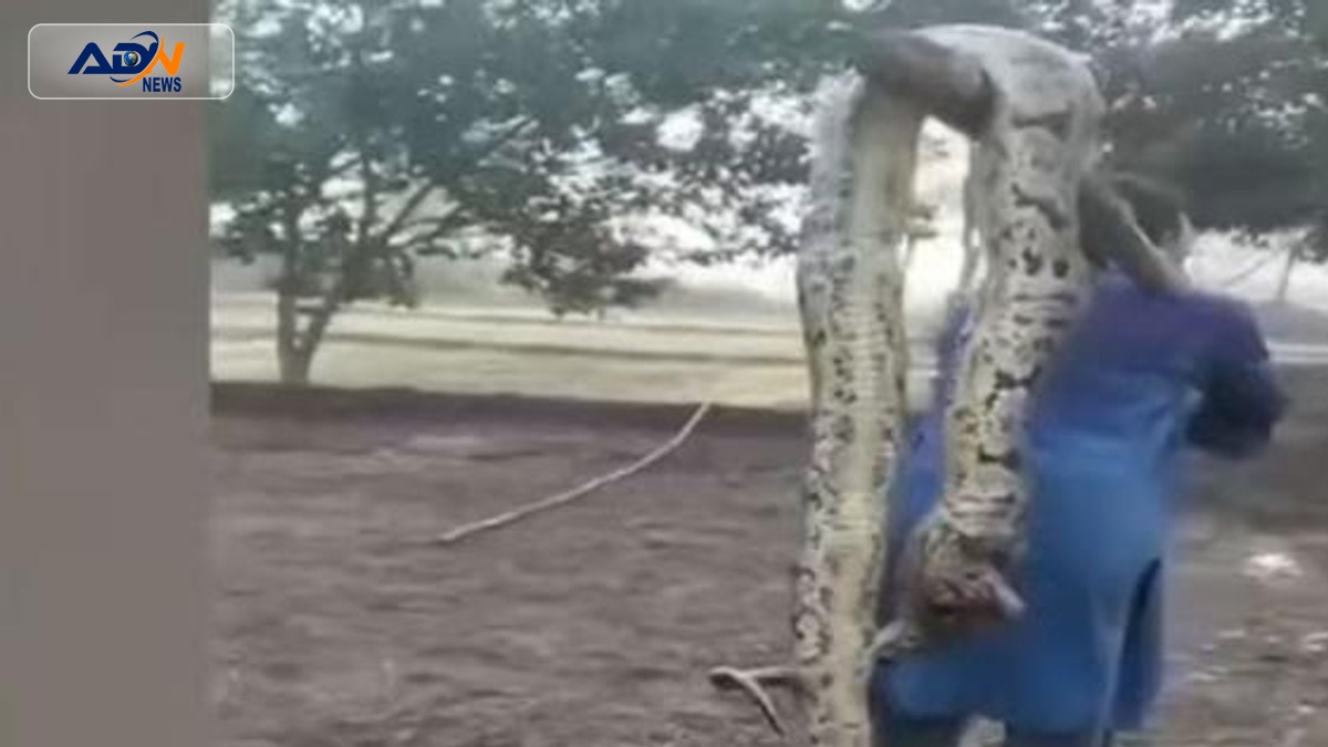 Narowal python incident