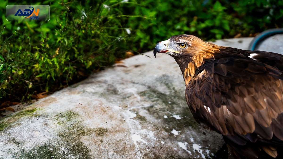 Golden Eagle Chick