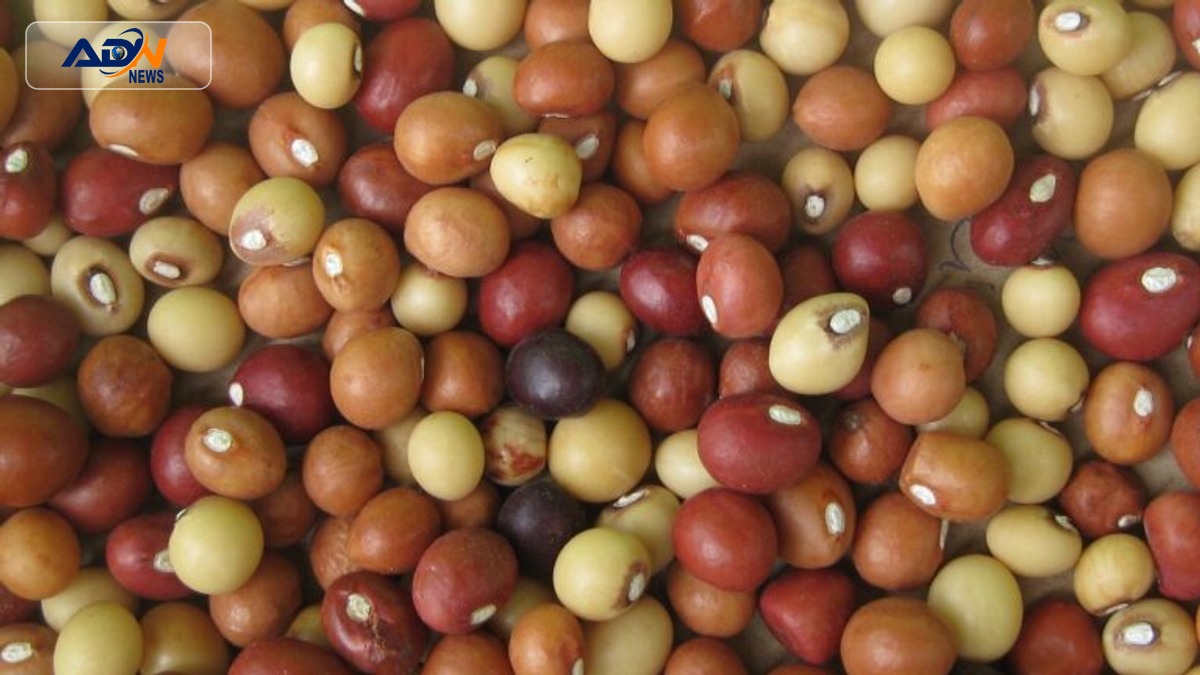 Southern Africa native nuts