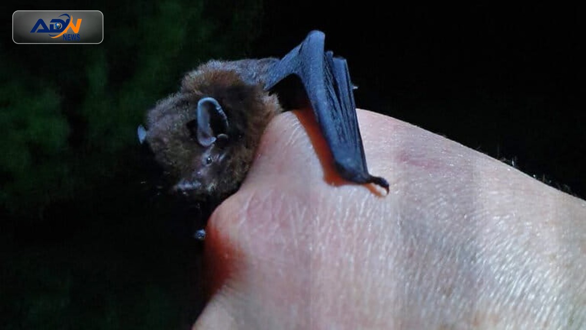 Bat Week