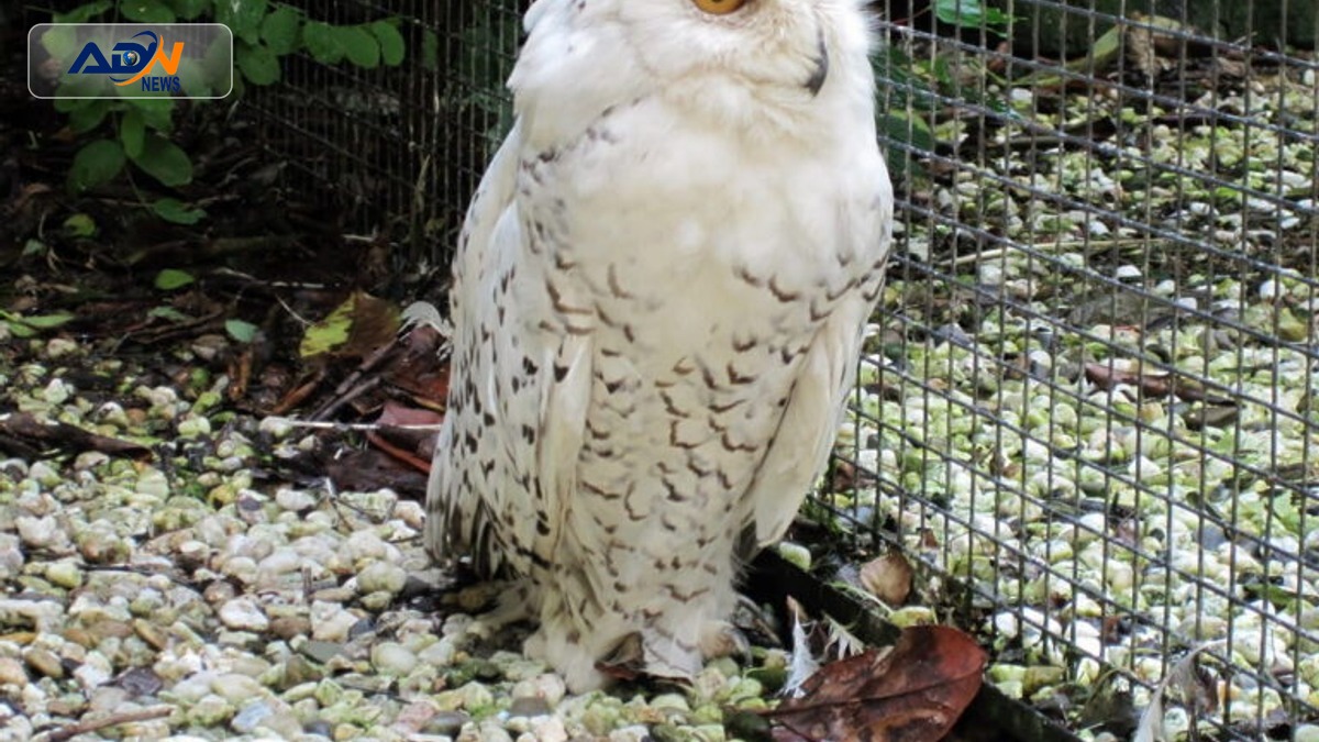 exotic pet trade