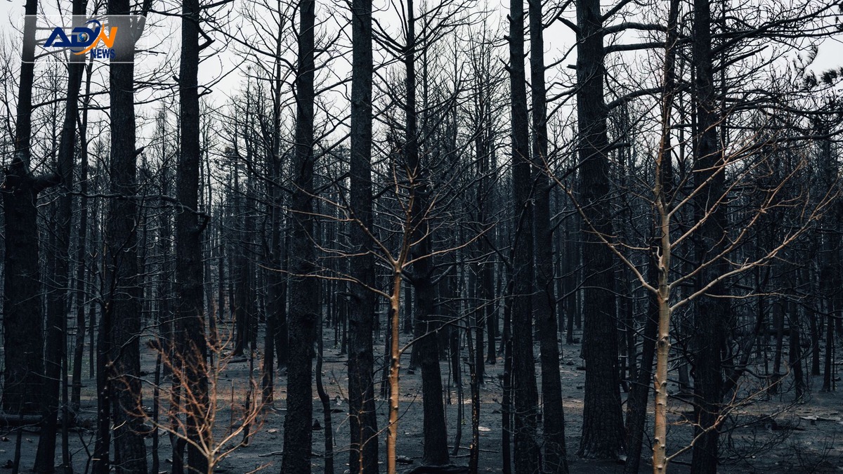 Scots Pines wildfire