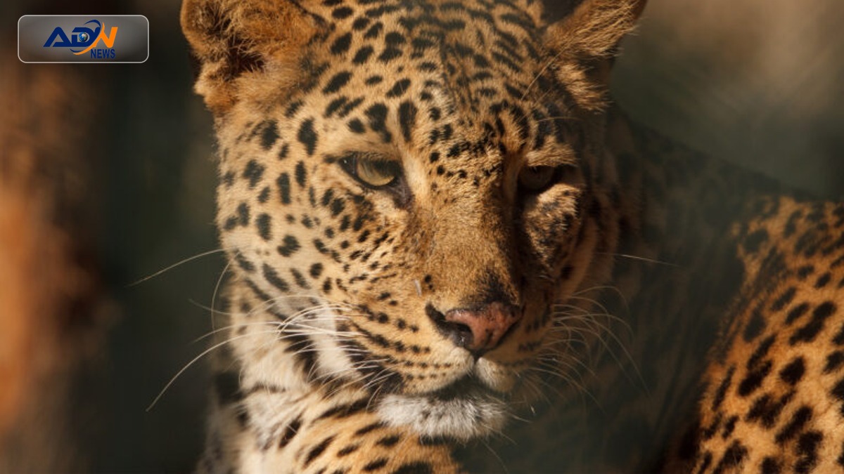 artificial scent marking