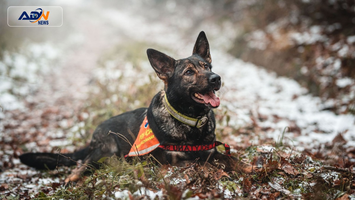 Dog Rescue Program