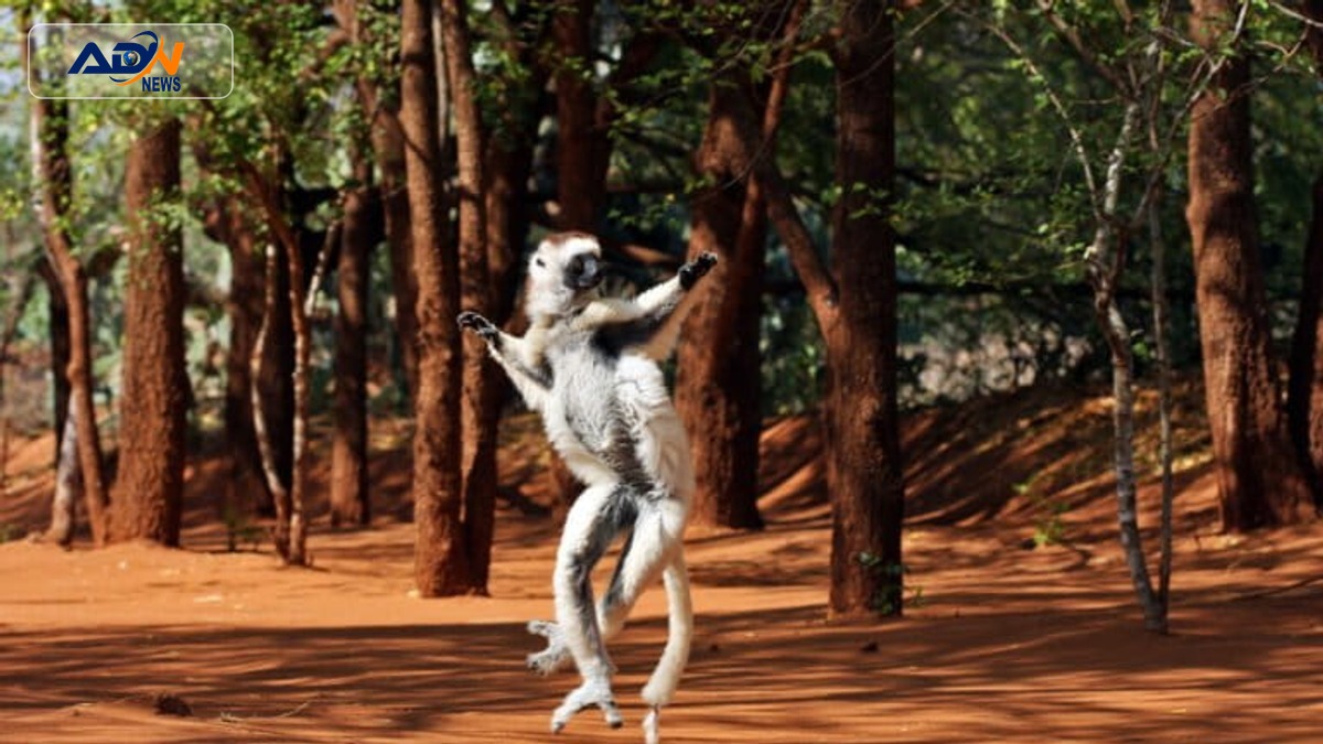 Lemur conservation