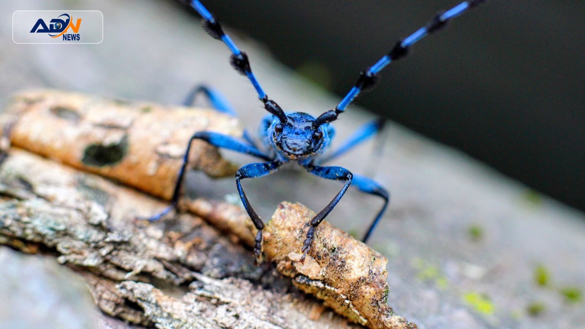 Short-Necked Oil Beetle